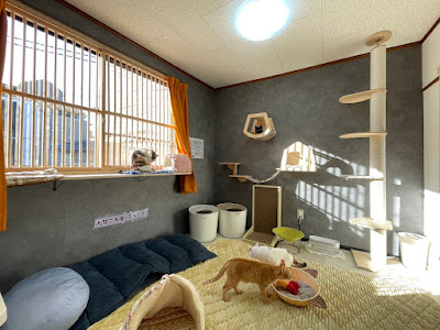 Cat Cafe Nyacle 사진 4
