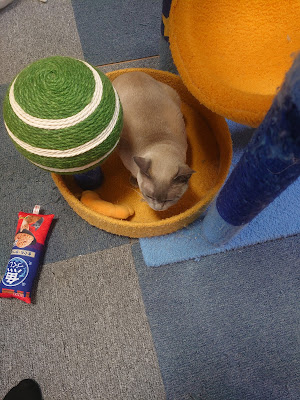 Cat Cafe Nyacle 사진 2