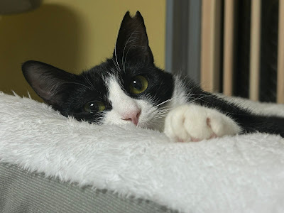 Cat Cafe Nyacle 사진 3