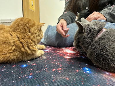 Cat Cafe Nyacle 사진 5
