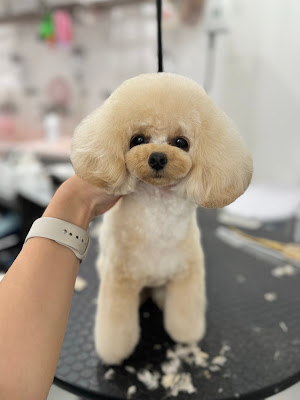 Dog salon & Café Pono （ポノ）カフェ不定休 사진 4