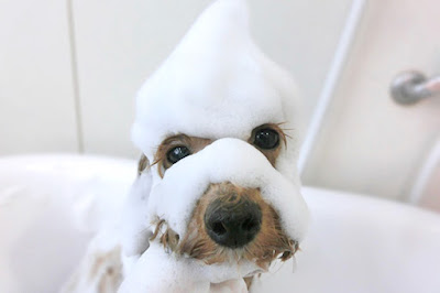 Dog salon & Café Pono （ポノ）カフェ不定休 사진 3