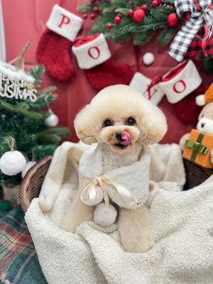 Dog salon & Café Pono （ポノ）カフェ不定休 사진 5