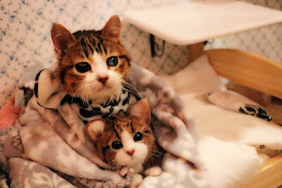 Cafe for people who love cats Protective cats Cafe Uriel 사진 4
