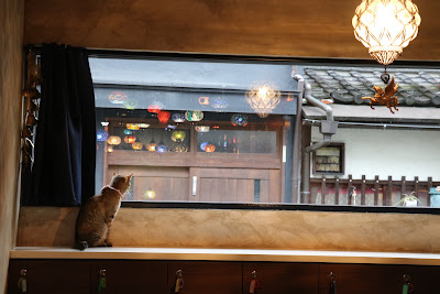 Cafe for people who love cats Protective cats Cafe Uriel