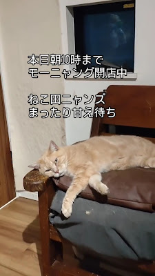 Cat cafe Nekotasanchi 사진 2