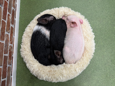 マイクロブタとのふれあい体験【豚小屋】 사진 3