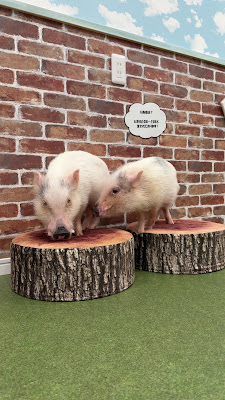 マイクロブタとのふれあい体験【豚小屋】 사진 2