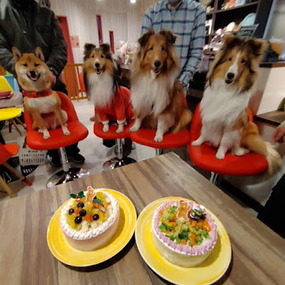 DogCafeBUHIGON(ドッグカフェブヒゴン) 사진 3