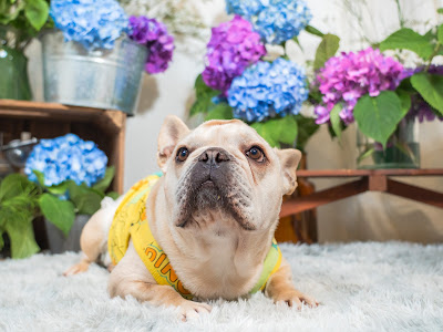 Dog Cafe BlueSun -ブルサン- 사진 4