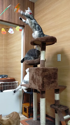 短足🐾Home 사진 2