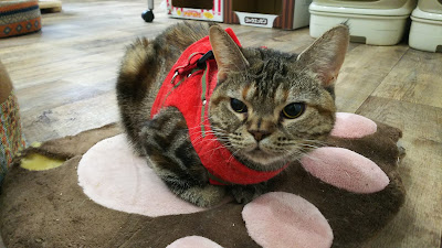 Cat Cafe nekonoki 사진 3