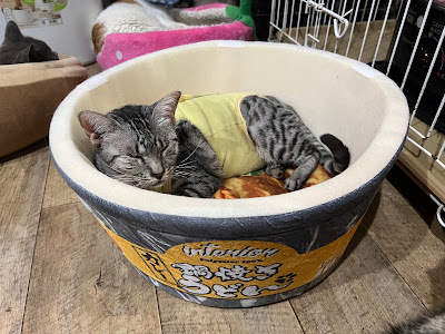 Cat Cafe nekonoki 사진 2