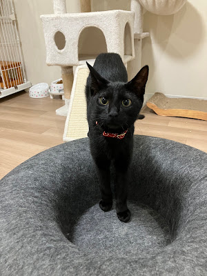 保護猫サロン Goo 사진 3