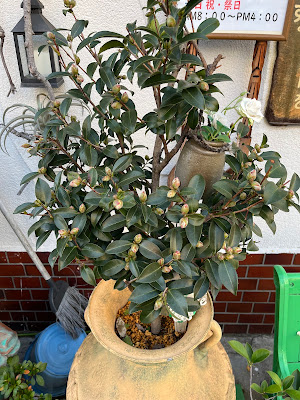 喫茶 エンゼル 사진 5
