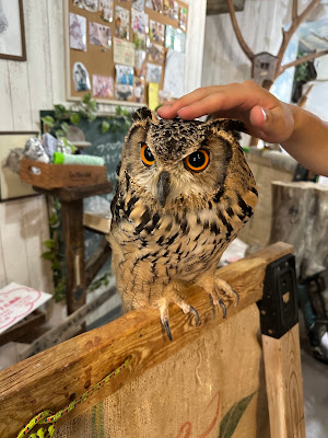 猛禽類カフェ raptorland Shovel 사진 5