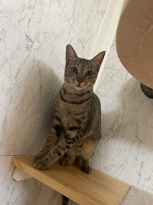 保護猫サロンにゃんにゃ 사진 3