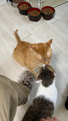 保護猫サロンにゃんにゃ 사진 4