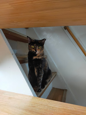 保護猫サロンにゃんにゃ 사진 5