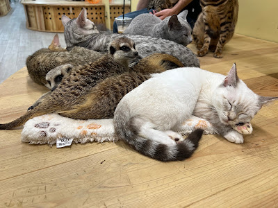 Cat&Animal Cafe Noah's Ark 텐진바시스지 3초메점 사진 3