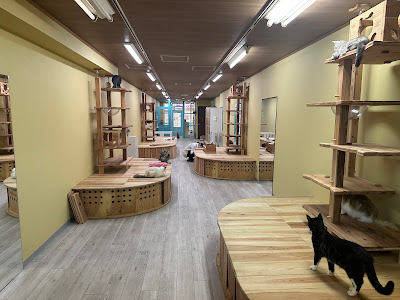 Cat&Animal Cafe Noah's Ark 텐진바시스지 3초메점
