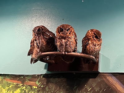 Rare Zoo 사진 4
