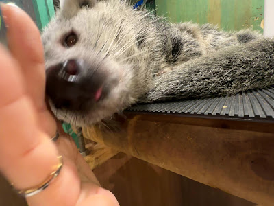Rare Zoo 사진 3