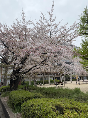 미사야마 공원 사진 4