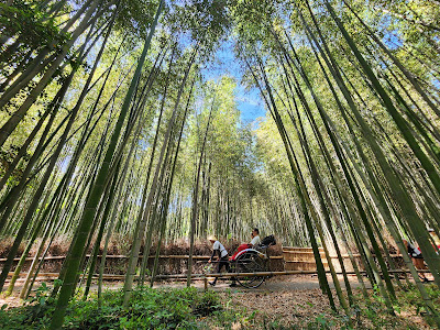 Arashiyama Bamboo