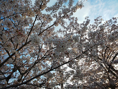 Todaiji Park 사진 2