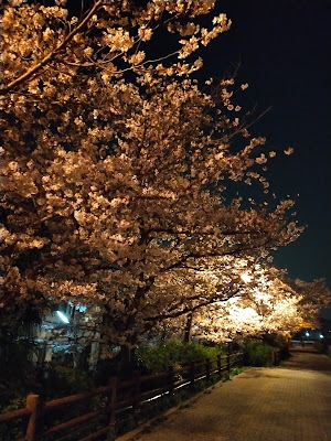 Todaiji Park 사진 4
