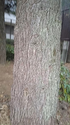 사쿠라이 공원 사진 2