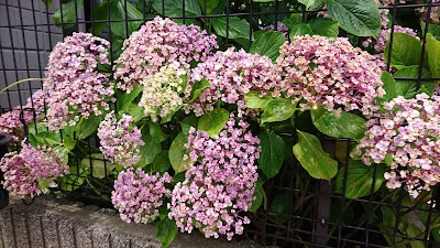 Chayamae Park 사진 3
