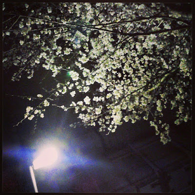 Chayamae Park 사진 4