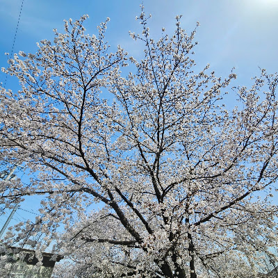 Gojohon Park 사진 3
