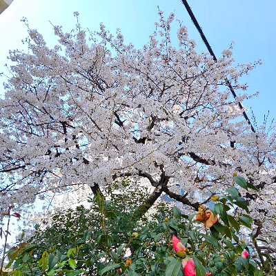 Gojohon Park 사진 4