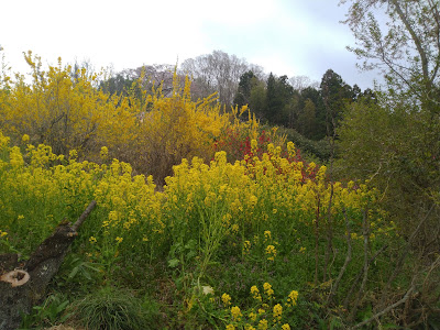 Hanayama Park