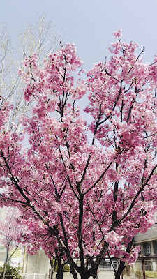 고타리 공원 사진 2