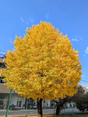 Chukaida Park 사진 2
