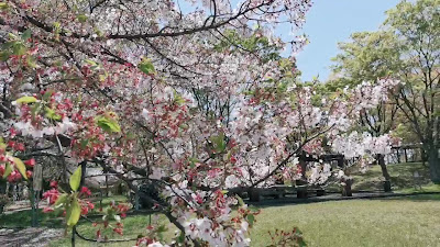 히가시무키 공원 사진 2