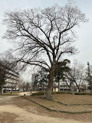 미야노모리 공원 사진 5