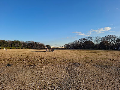 Lawn Field