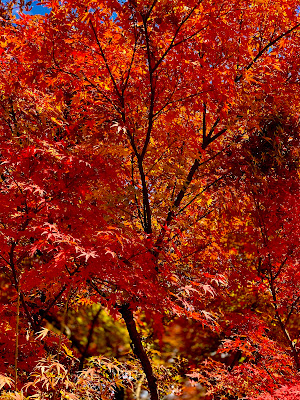 Arashiyama Nishi-Ichikawa No. 2 Park 사진 3