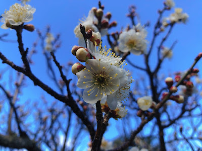 잇폰기 공원 사진 2