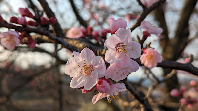 Kamogawa River Bank Ground 사진 4