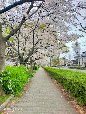 Kamogawa River Bank Ground 사진 3