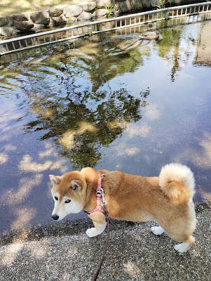 Shimei Seseragi No. 6 Park 사진 5