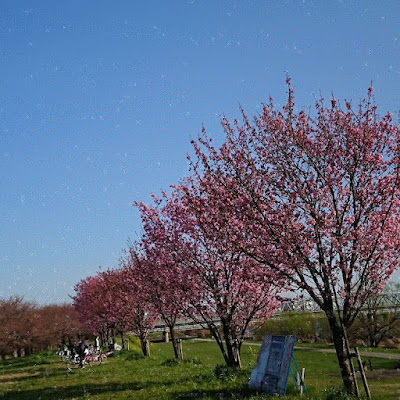 Katsuragawa Ryokuchi Park 사진 3