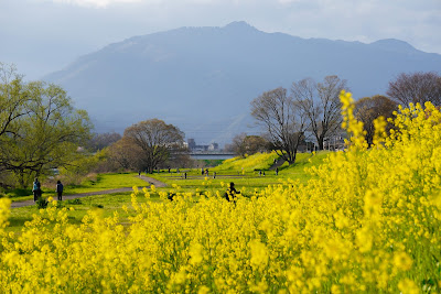 Katsuragawa Ryokuchi Park 사진 4