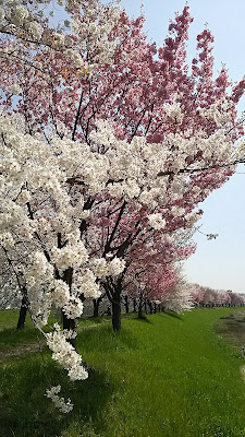 Katsuragawa Ryokuchi Park 사진 5
